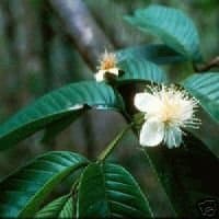 GUAVA - 25 Seeds - Psidium guajava L
