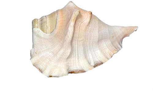 SHI SHANKAR ACCESSORIES Shell (5 x 3 inch, Multicolour)