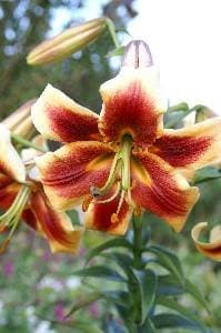 Pre-cooled Lily Robert Swanson 16-18 cm. (25 pack)