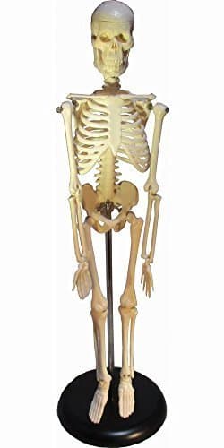 Such as to 45cm human body skeleton model scale 1/4 with upright stand medicine medical chiropractic massage school teaching materials figure interior decoration