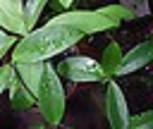 Green Hoya Trailing Starter Houseplant