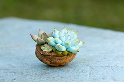 Light Green Succulent Home Decor Table Decoration Handmade Present Plant Souvenire Wedding Birthday Bridal Gift
