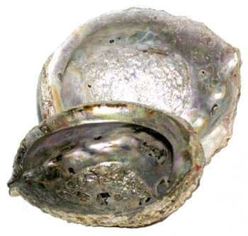 BuddyDee AzureGreen IBABA Abalone Shell Incense Burner, 5 - 6 in.