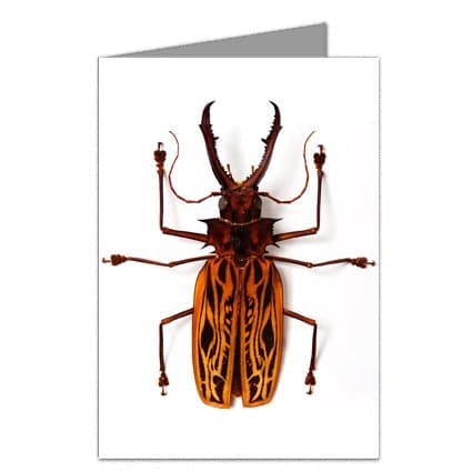 Macrodontia Bug Note Card set by Hooke Photo