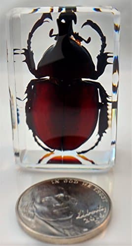 Rhinocerus Beetle Specimen in Lucite Resin