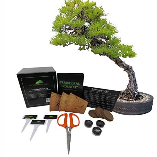Premium Bonsai Tree Starter Seed Kit (Traditional Bonsai Kit Level 1)