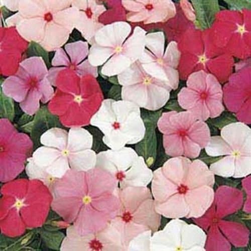 Vinca- Periwinkle- Mixed Colors- 50 Seeds