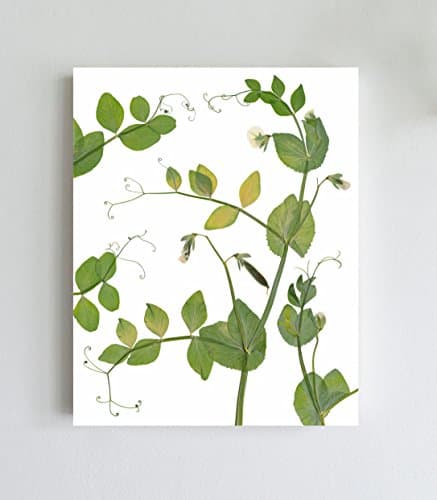 Snap Peas Print - Culinary Wall Art - Kitchen Decor - Unframed - 5X7, 8X10, 11X14 or 16X20 Sizes