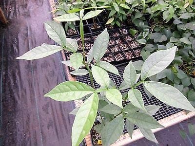 1 Inga Feuillei 22" Ice Cream Bean Tropical Fruit Tree Plant Rare MHWK63