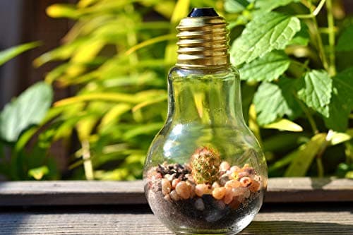 Light Bulb Terrarium Kit Planter with Copper King Cactus - DIY Terrarium