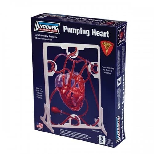 Human Body Pumping Heart Model Kit by LINDBERG