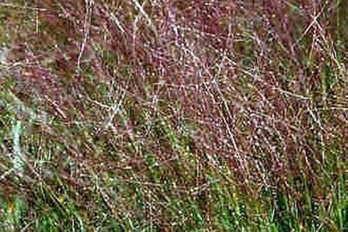 Ornamental Grass Seed - Eragrostis Teff Seeds