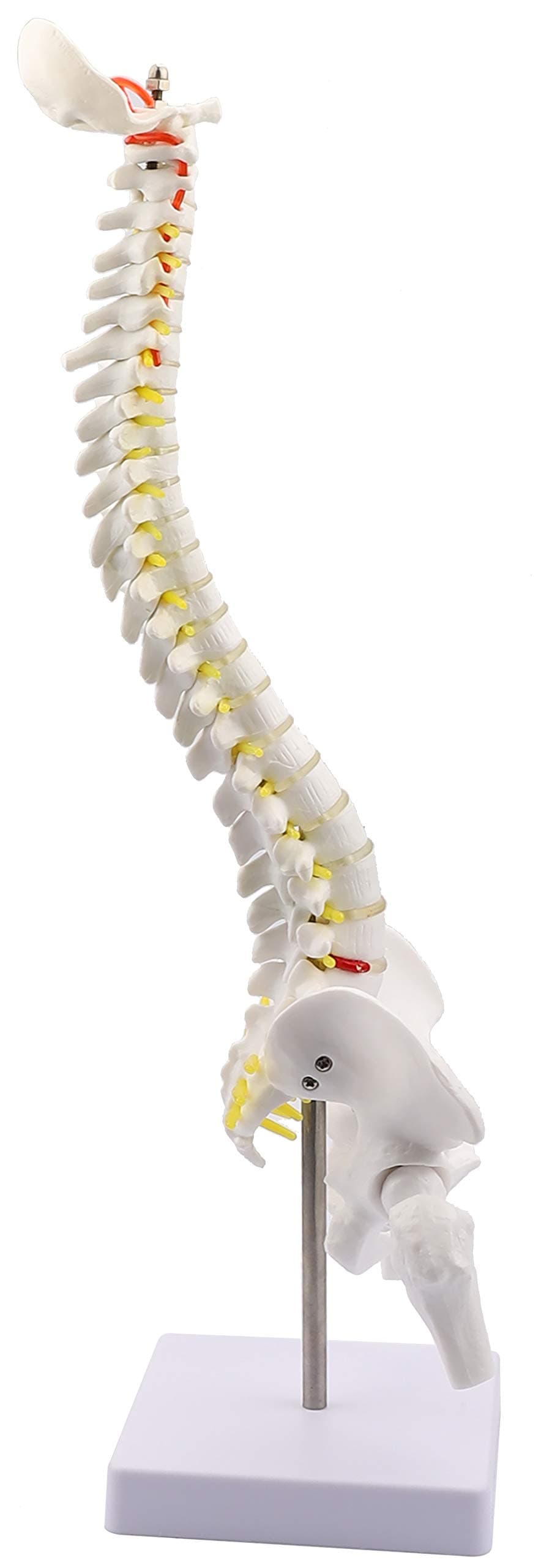 Human Spine Model Mini Skeleton Anatomy Model 17.5" Miniature Vertebral Column Model with Spinal Nerves, Lumbar & Pelvis
