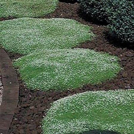 Green Leaf （Rockery grass） Irish Moss - 2000 Seeds