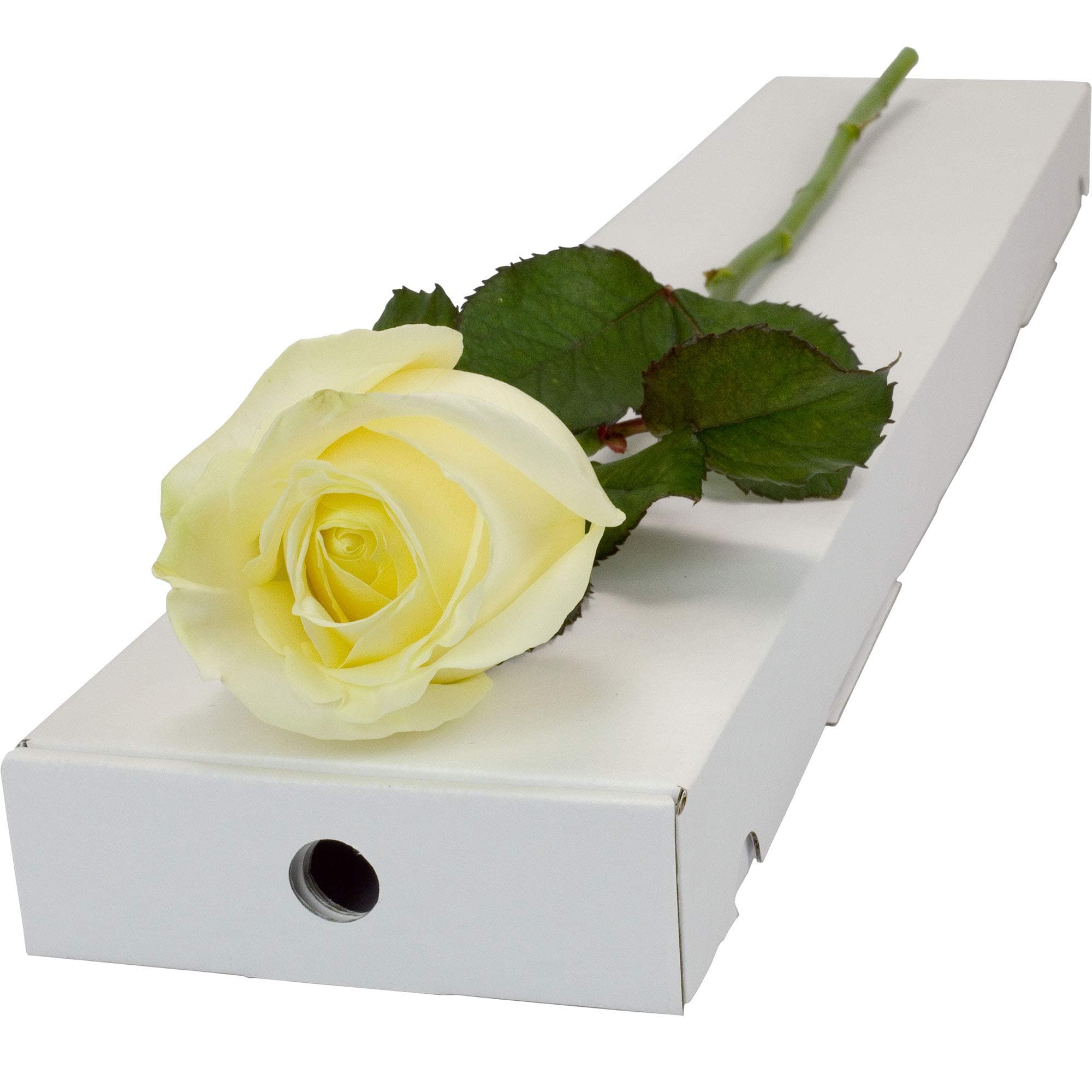 White Rose (Fresh) Presented in a Letterbox Friendly Long Stemmed Single Rose Box and Delivered for Free