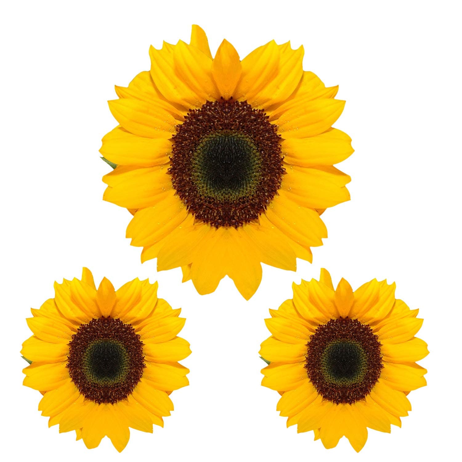 PRO CUT GRAPHICS3 x Sunflowers - Full Colour Printed Image - Wall Art Vinyl Decal Stickers - Wheelie Bins Fridge Van Car Laptop Window Glass