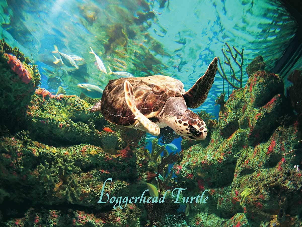 Loggerhead Turtle 550 pcs. - Jigsaw Puzzle by Heritage Puzzles (40564)