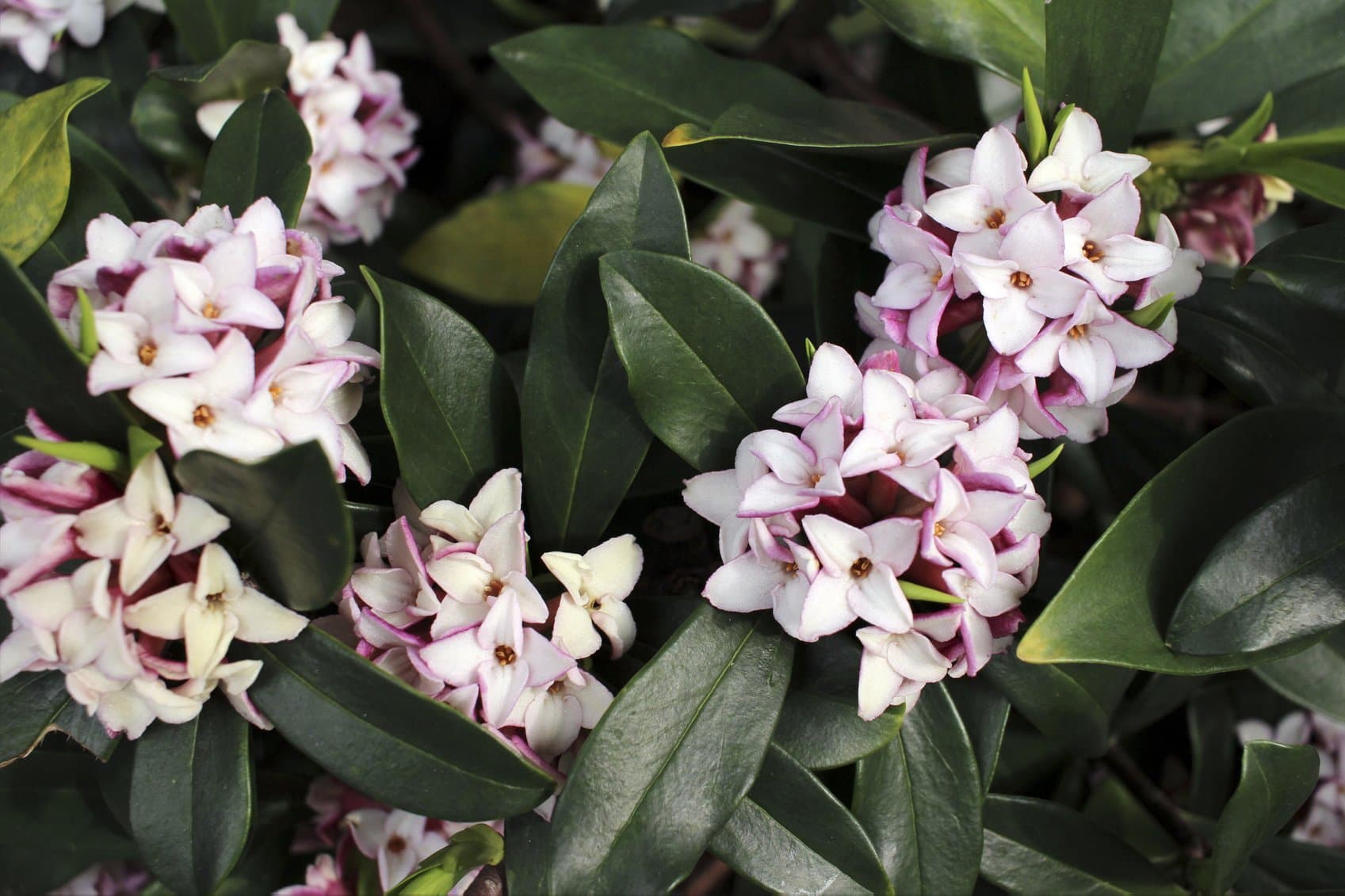 Daphne Odora/Winter Daphne, 1-2ft Tall in 2L Pot, Stunning Winter Flowers 3fatpigs®