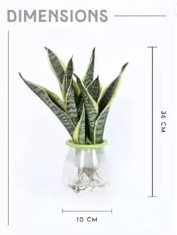 Garden Art Live Sansevieria Hydroponic 3 in 1, Snake Plant Indoor House Plant