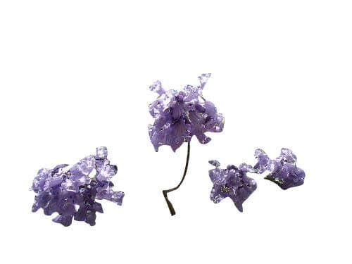 BLUE JACARANDA - SPECTACULAR TREE - JACARANDA MIMOSIFOLIA - 10 SEEDS