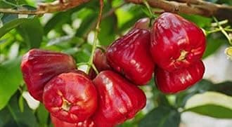 Creative Farmer Live Plants Rose Apple/Java Apple/Chambakka Rose Apple/Java Apple/Chambakka Fruit Plant Terrace Garden Suitable Outdoor Plant (1 Healthy Live Plant)