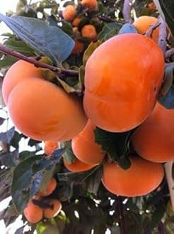 Persimmon (Grafted) Fruit Live Plant Healthy Persimmon Fruit Plant & Tree (1.5-3.5 Ft Hight) Pack Of 1