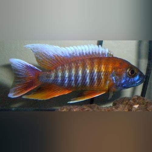 Peacock Cichlid Eureka - Live Aquarium Tropical Fish