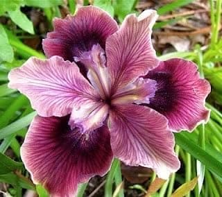 SVG® Dutch Iris Flower Bulbs for Your Home and Gardening Pack of 2 Bulbs (SOFT PURPLE)