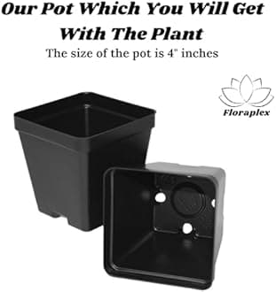 FloraPlax Rosa Pomegranate/Red Kandhari Anar Live Hybrid Fruit Plant (Anar/Pomegranate)