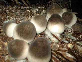 Root Mushroom Farm- Mushroom Liquid Cultures/Paddy Straw (Volvariella volvacea)