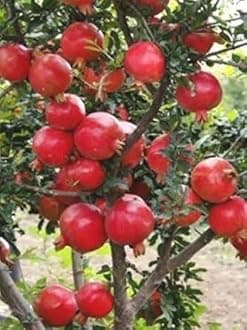 PlantaZee Live Hybrid Dwarf Pomegranate Fruit Plant