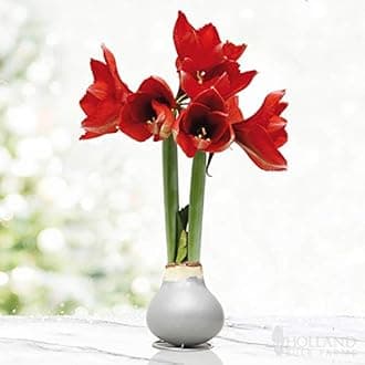 Silver Base Waxed Amaryllis Flower Bulb with Stand, No Water Needed