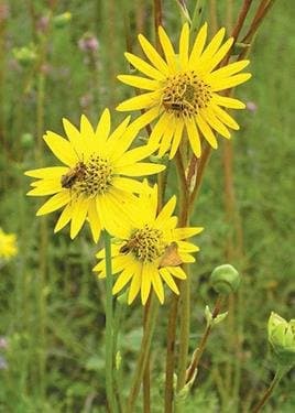 Prairie Dock (Silphium pinnatifidum), Seed Packet, True Native Seed