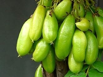 Creative Farmer Fruit Plant for Home Garden Averrhoa Bilimbi Irumban Puli (Averrhoa Bilimbi) Fruit Plant Bilimbi Fruit Gardening (1 Healthy Live Plant)