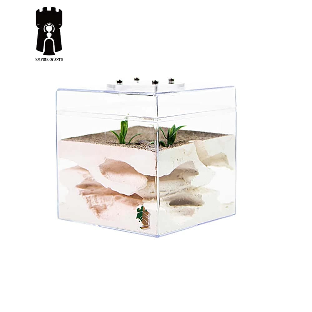 F1 Formicarium Ant Farm Nest