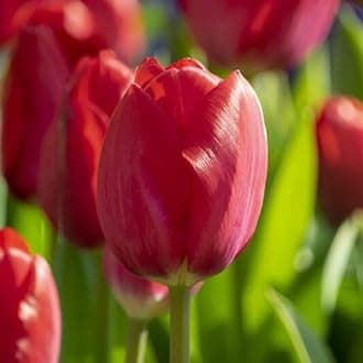 Tulip Darwin Hybrid Red Van Eijk Bulbs - Premium Darwin Hybrid Tulips for Stunning Spring Gardens | Hardy, Perennial, and Easy to Grow (12 Pack)