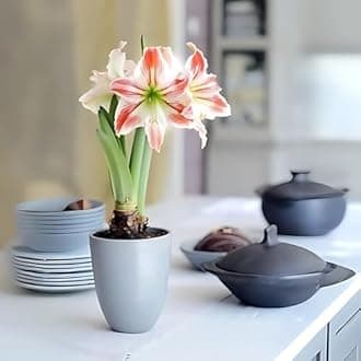 Amaryllis Double Petal flower Bulb Pack of 3 | Indoor & Outdoor Decorative Winter Blooming Bulbs | Easy to Grow, Large Size Bulbs for Pots & Gardens