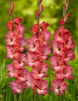 Gladiolus Flower Bulbs All session Imported Vearty for Home and Gardening Pack of 5 bulbs (PURPLE)