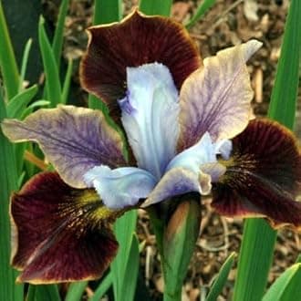 SVG® Dutch Iris Flower Bulbs for Your Home and Gardening Pack of 2 Bulbs (BROWN)