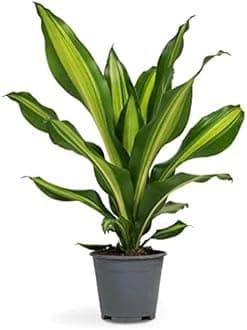 Garden Art live indoor plant (Dracaena Massangeana)