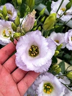 Oakwood Farms® Lisianthus Flower Seeds for Home and Gardening Pack of 40 to 50 seeds (PEACH)