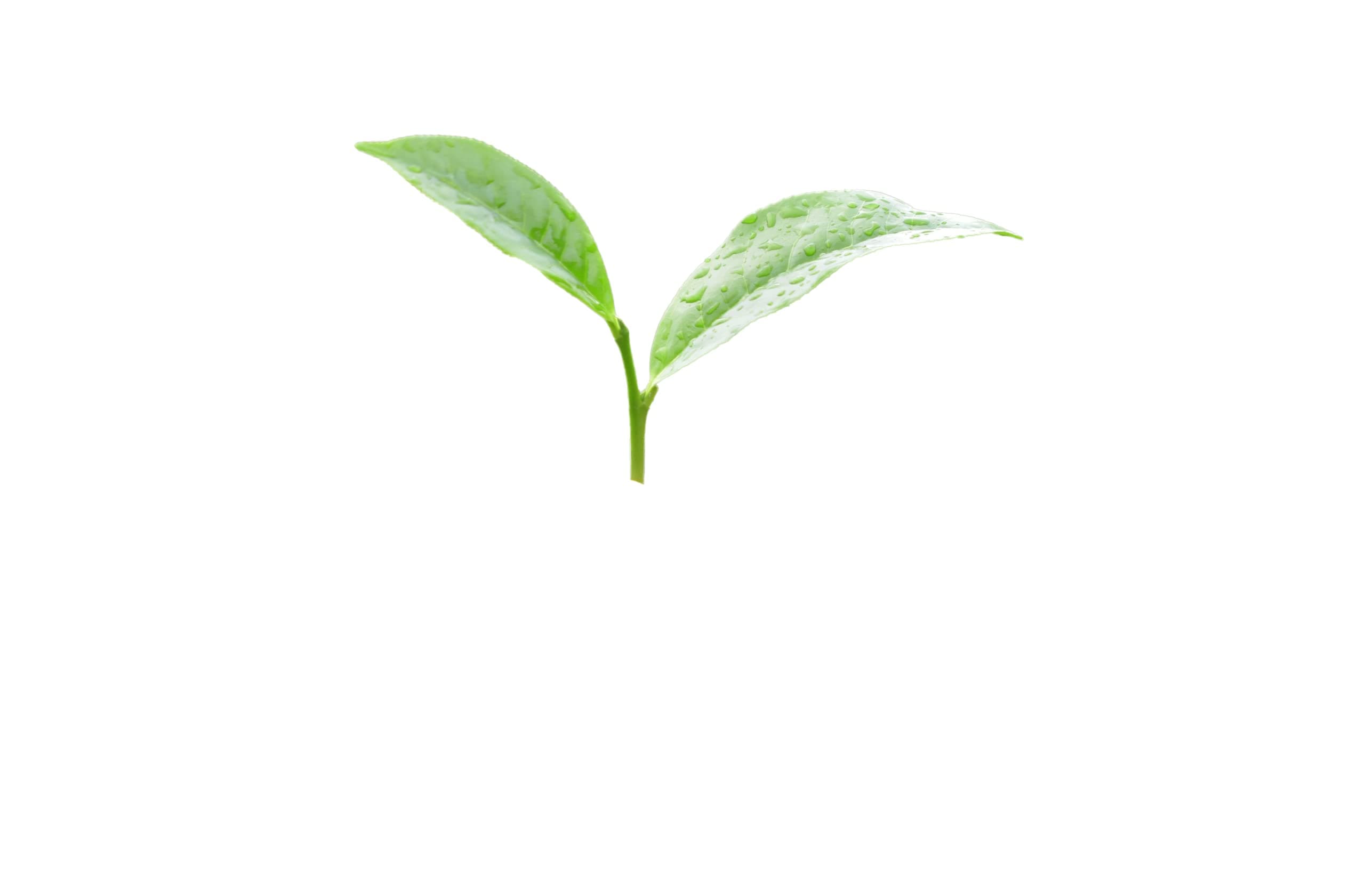 pot atch - Absorbing covr, ydrocolloid Bleish