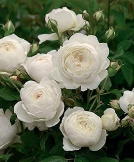 Gebdinsh Garden® Imported Rose White Color Flower Seeds For Gardening | Pack Of 50 to 60 Seeds