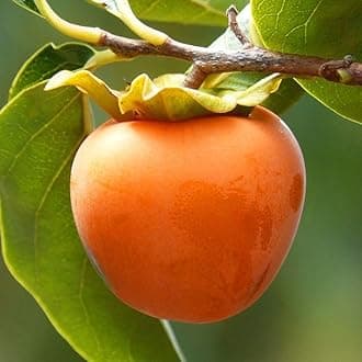 Nursery Live Rare Persimmon Fuyu Exotic 10 Fruit Seeds for Growing