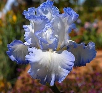 SVG® Dutch Iris Flower Bulbs for Your Home and Gardening Pack of 2 Bulbs (BLUE)