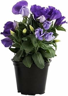 lisianthus plant/Nandini flower plant colourful flower plant (1 live plant) fragrance flower