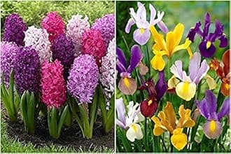 FernsFly® IMP. Hyacinth Flower Bulbs + Dutch Iris Flower Bulbs Combo Aromatic Flower Bulbs Pack Home Outdoor Gardening Flowers Blooming (1 Set of 5 Hyacinth + 5 Dutch Iris)
