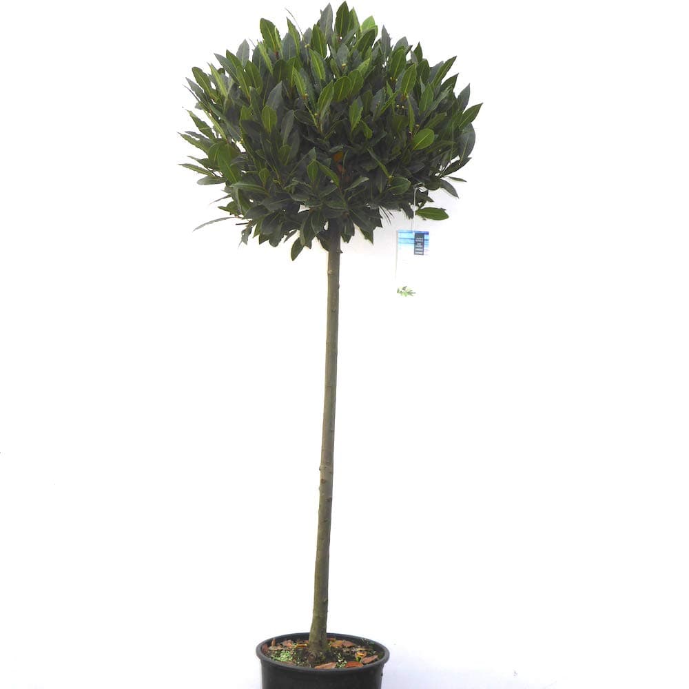 Large 3/4 Standard Bay Tree For sale - Highest Quality - 135cm Tall - Large 40cm Head. Great gift idea Mum, Dad, New House, Wedding, Anniversary