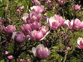 Saucer Magnolia ‘Magnolia Soulangeana’ – Shrub - One Gallon Healthy Potted Plant – 1 Plant by Growers Solution