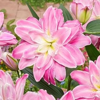 SVG® Oriental lily Double Imported Flower Bulbs All season for Your Home and Gardening Pack 2 bulbs (LITE PINK)